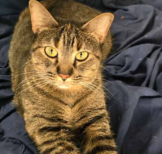 Photo of Pepper