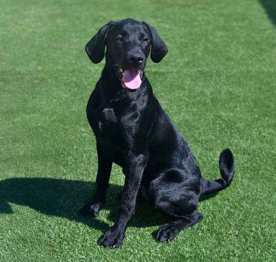 Photo of Barkley