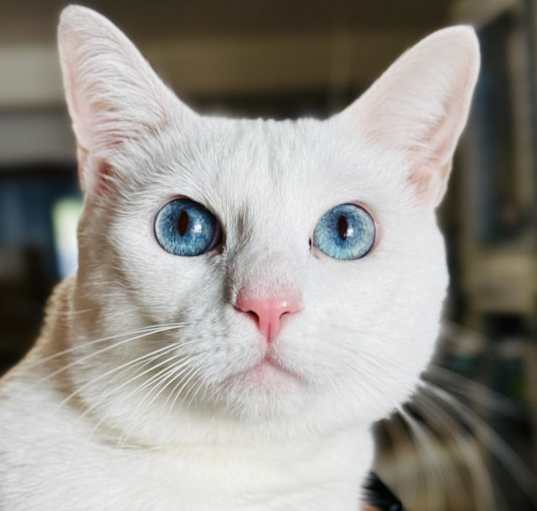 Photo of Frosty
