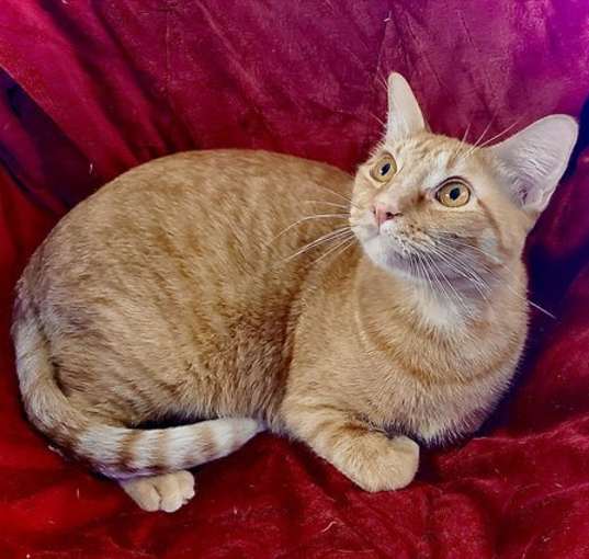 Photo of Buddy
