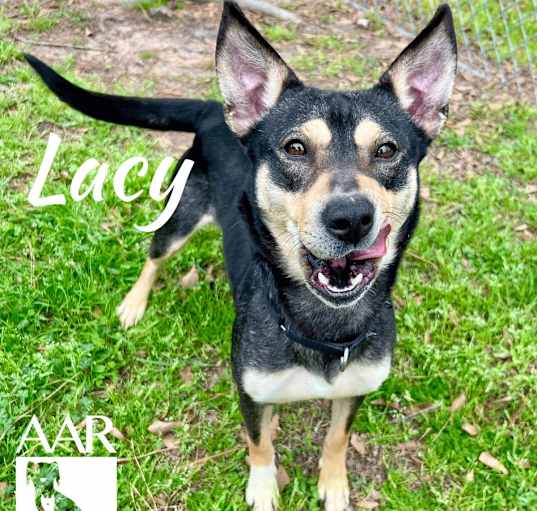 Photo of Lacy