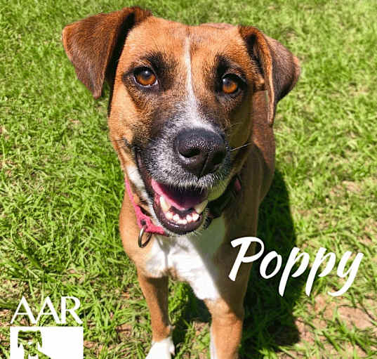Photo of Poppy