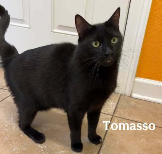 Photo of Tomasso