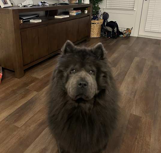 Photo of Kodak