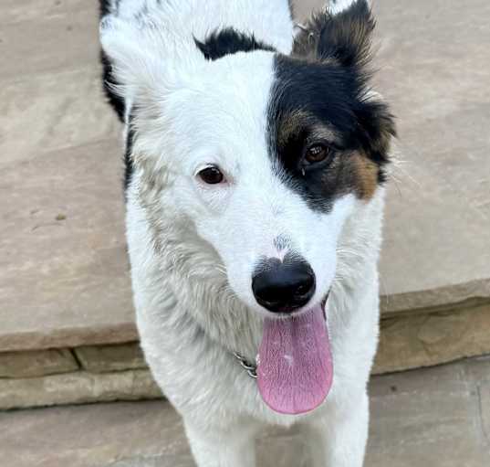 Photo of Shelby