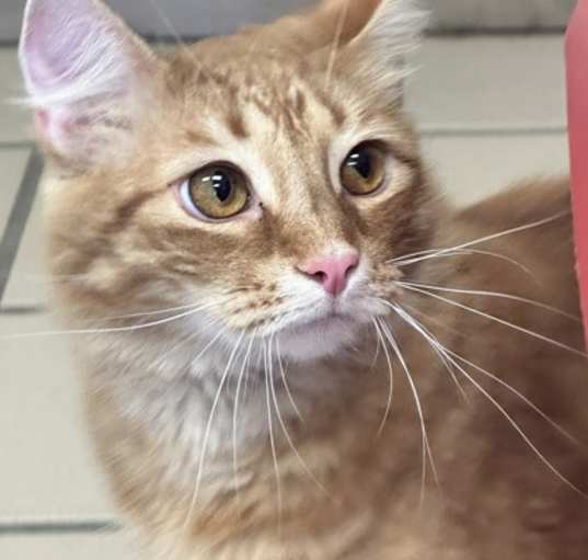 Photo of Phoenix