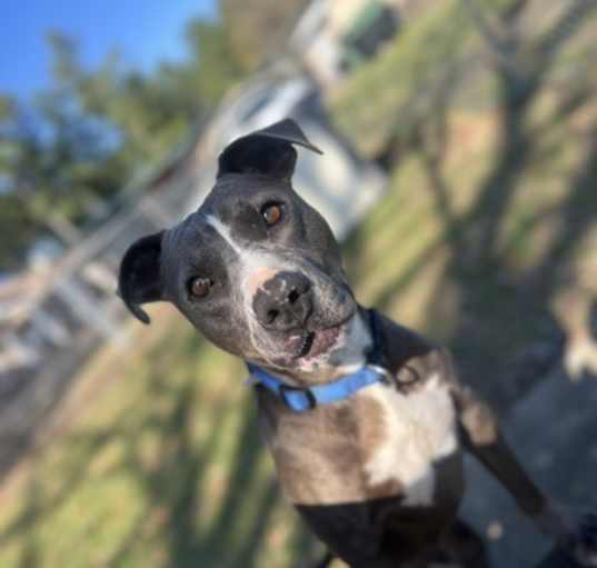 Photo of Bruno