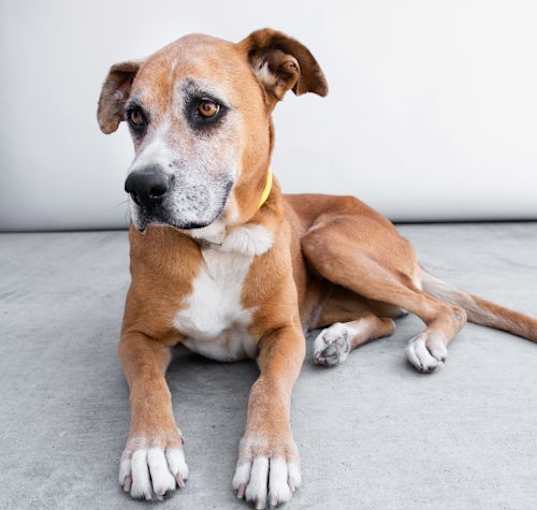 Photo of ROXY