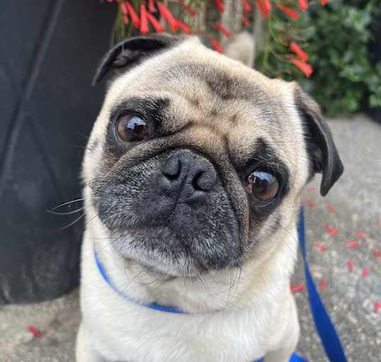 Photo of Boo Boo