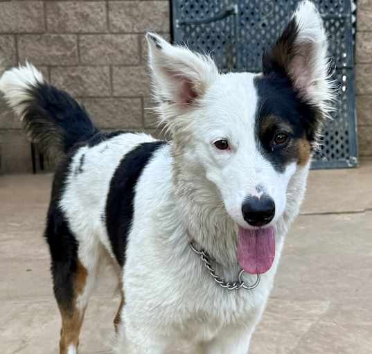 Photo of Shelby