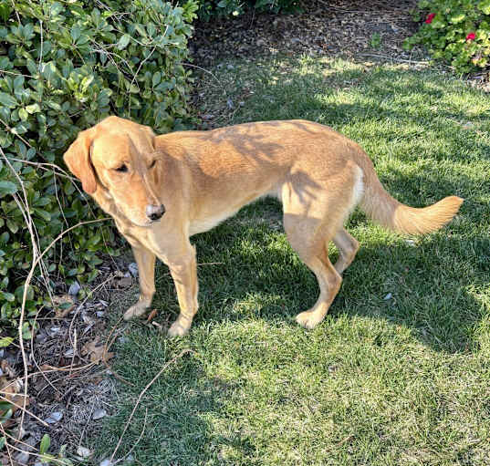Photo of Bella