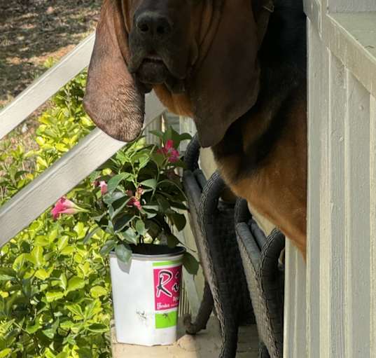 Photo of Lady