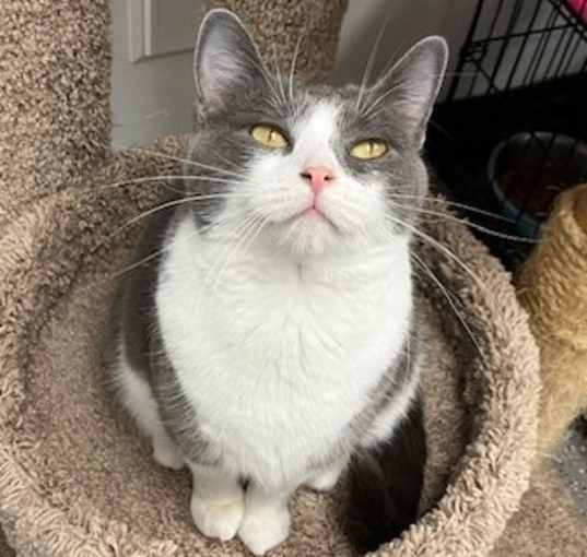 Photo of Shadow
