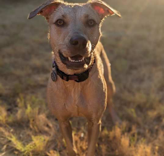 Photo of Luna