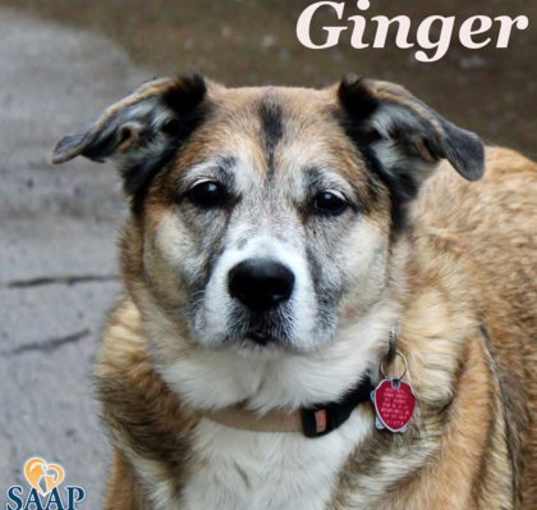 Photo of Ginger