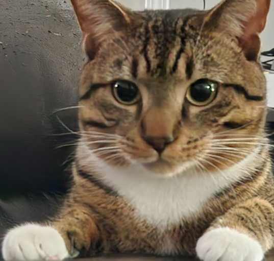 Photo of Ace