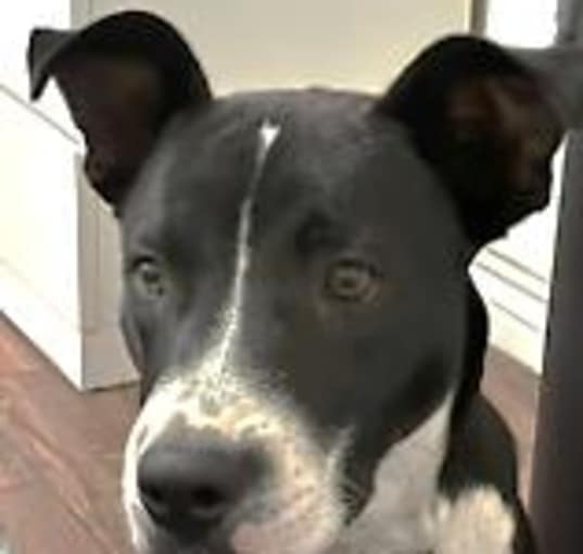Photo of SCRAPPY