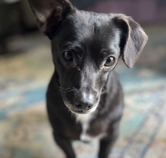 Photo of Taz