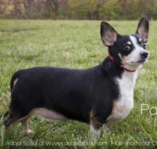 Photo of Scout