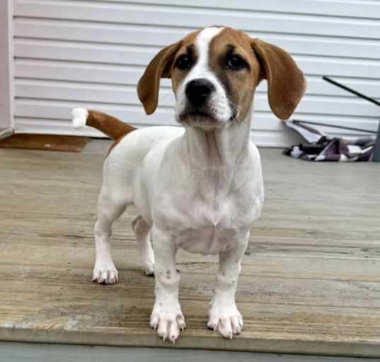 Photo of Sassy