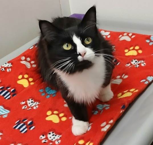 Photo of Midnight