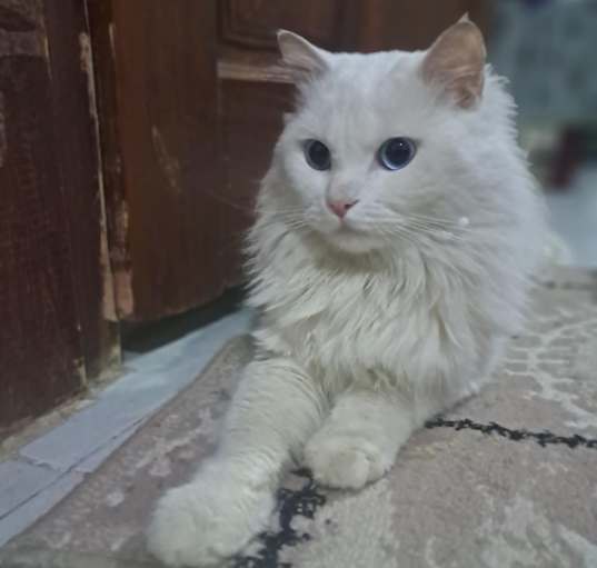Photo of Bahr (Persian, blue eyes, deaf