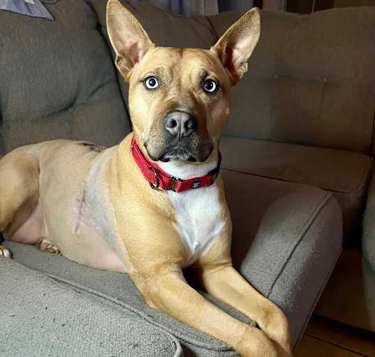 Photo of Willow