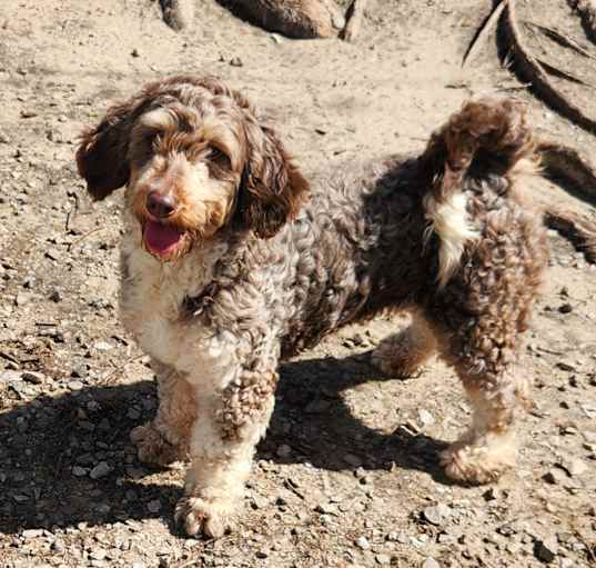 Photo of Lucy