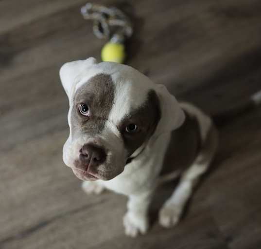 Photo of Luna