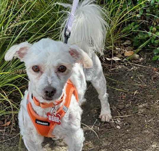 Photo of Duncan