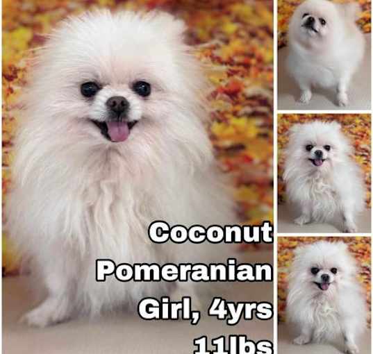 Photo of Coconut from Korea