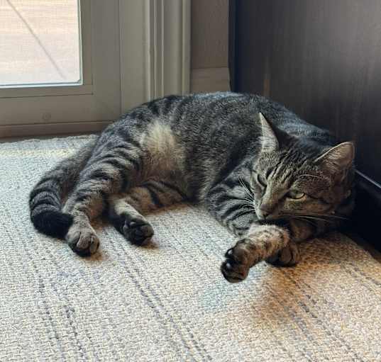 Photo of Millie