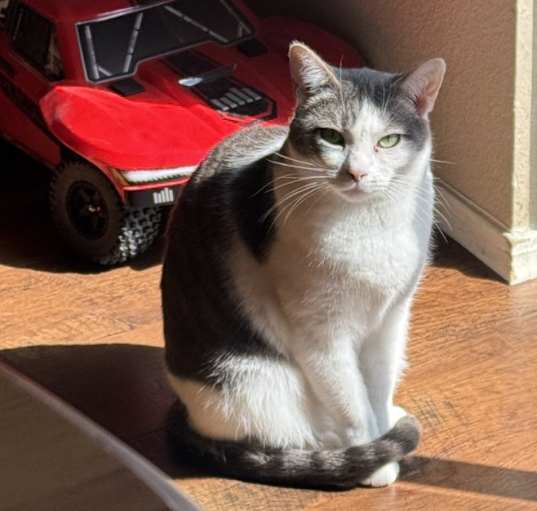 Photo of Pixie