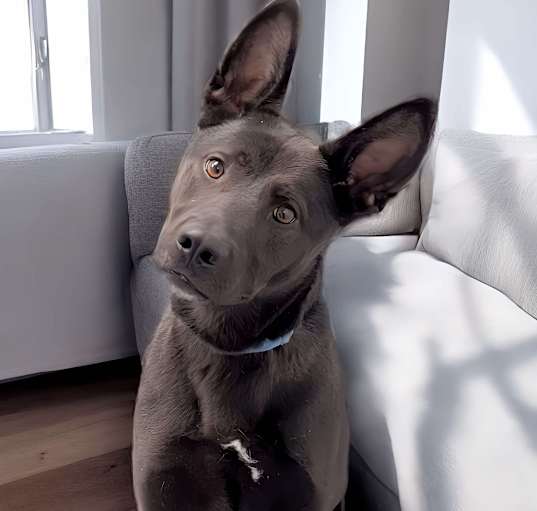 Photo of Goose