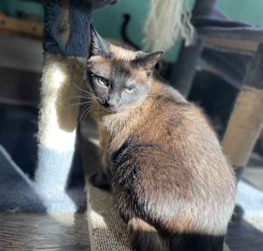 Photo of Willow