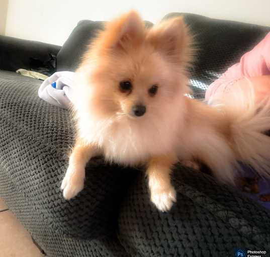 Photo of Molly