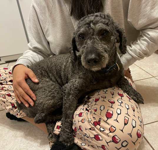 Photo of Coco