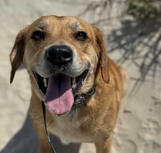 Photo of Astro