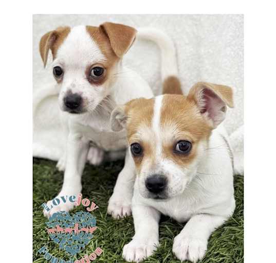 Photo of Chrissy Litter
