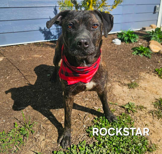 Photo of Rockstar