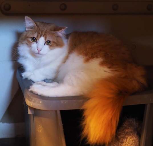 Photo of Citrus
