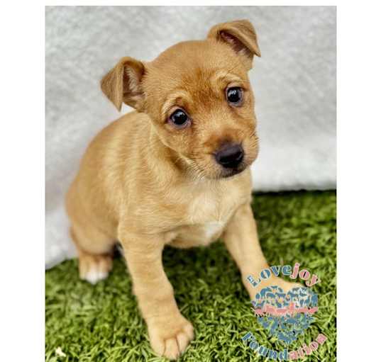 Photo of Janet Litter-Penny