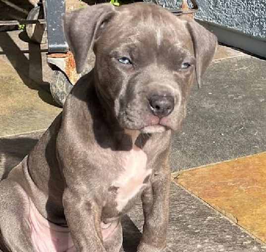 Photo of Violet