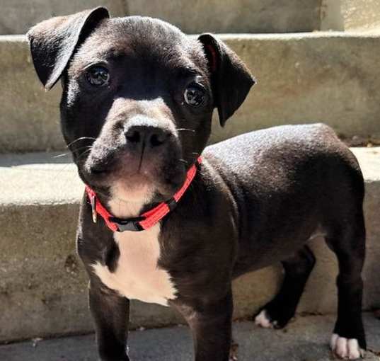 Photo of Dandelion