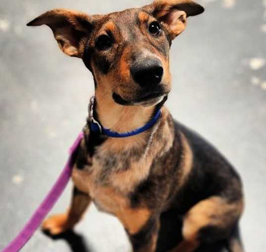 Photo of Buttercup
