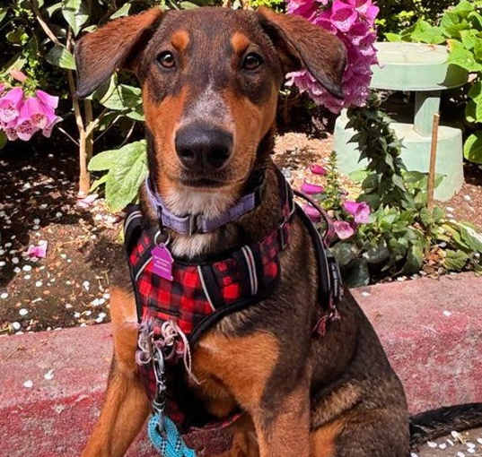 Photo of Blossom