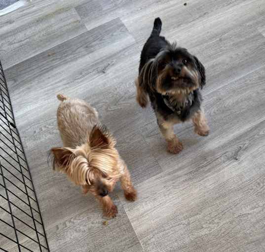Photo of Honey and Roman
