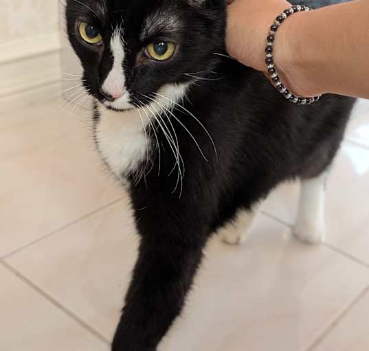 Photo of Smoky