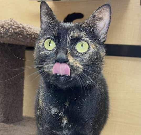 Photo of Luna