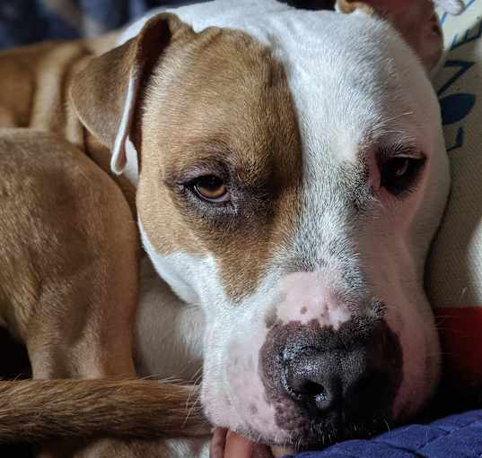 Photo of Atlas